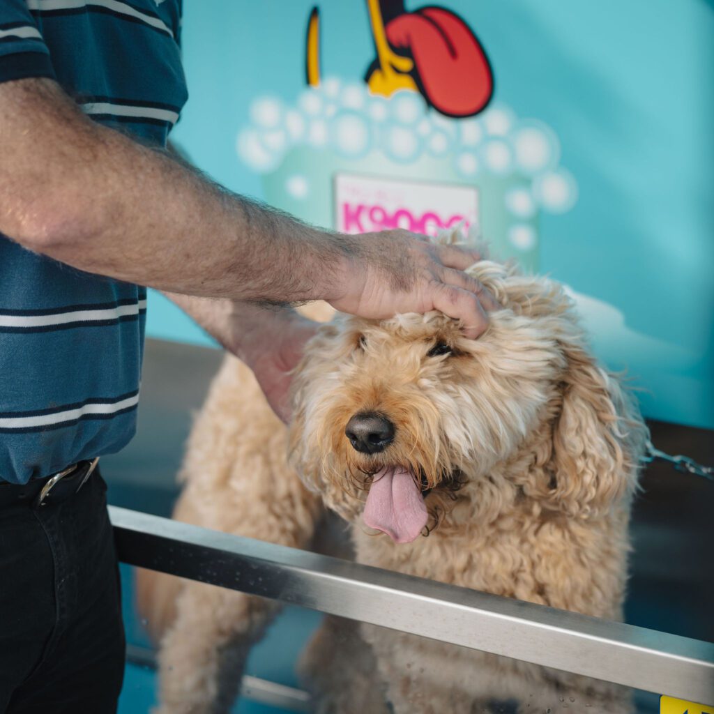 Marionhoteldogwash 45