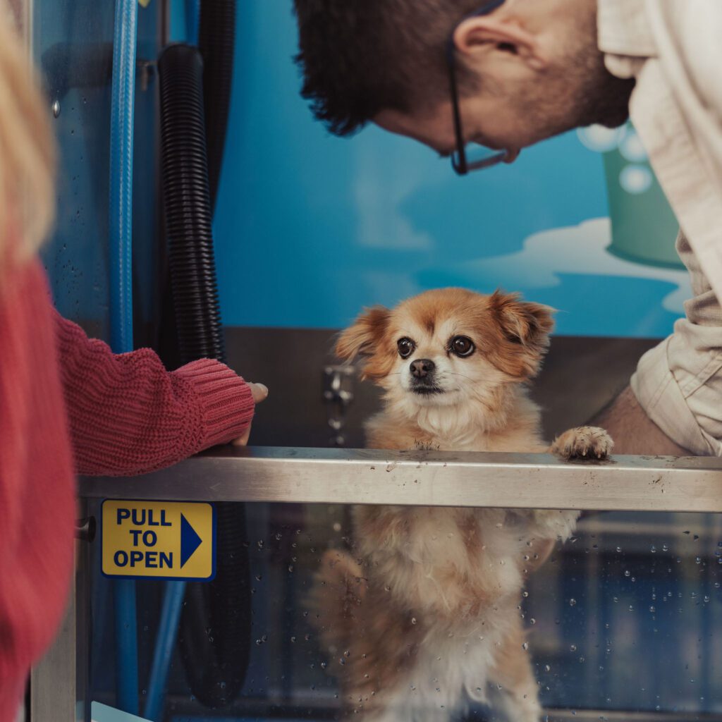 Marionhoteldogwash 53