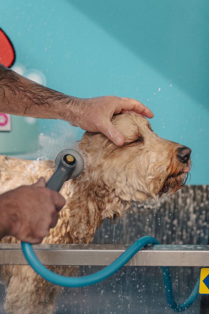 Marionhoteldogwash 59