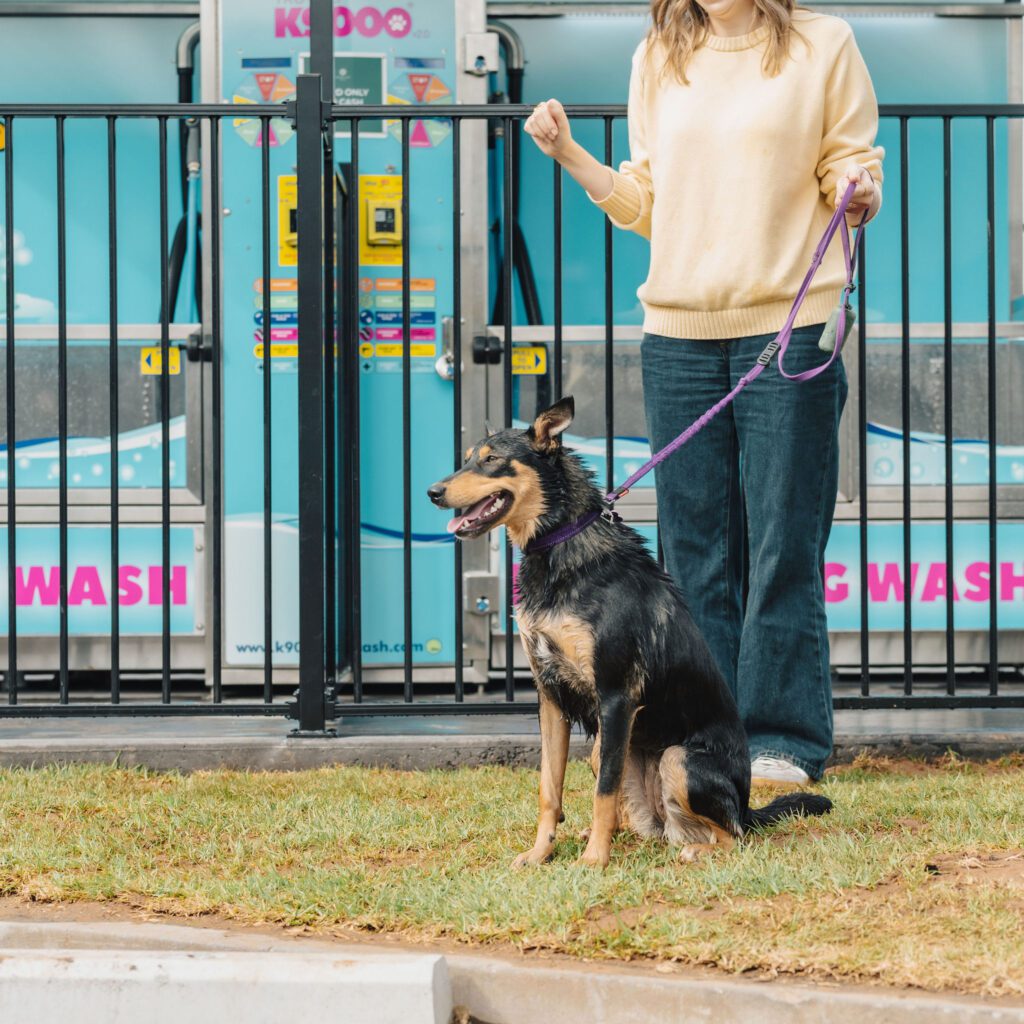 Marionhoteldogwash 81