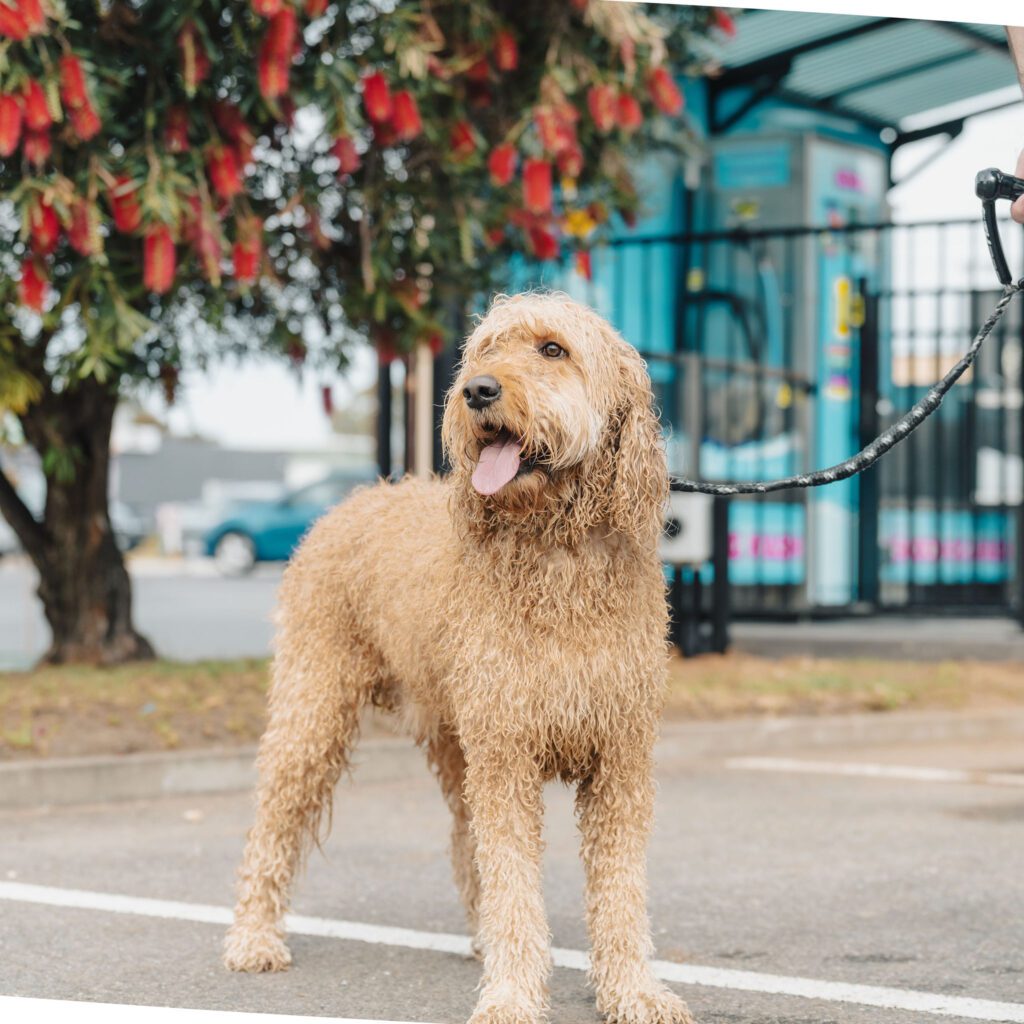 Marionhoteldogwash 84